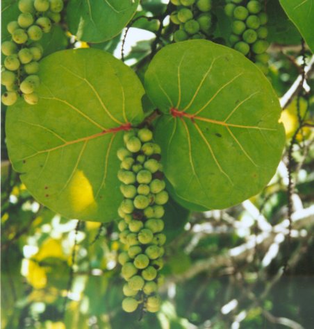 peen plant, schwing.